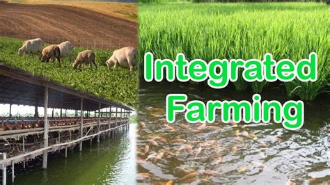 Are Animal Farms Alternative Cropping Systems